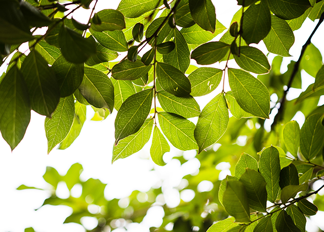 sustainability of battery energy storage 