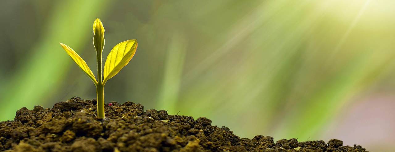 Why Carbon Credit Management Is a Strategic Win for UK Businesses